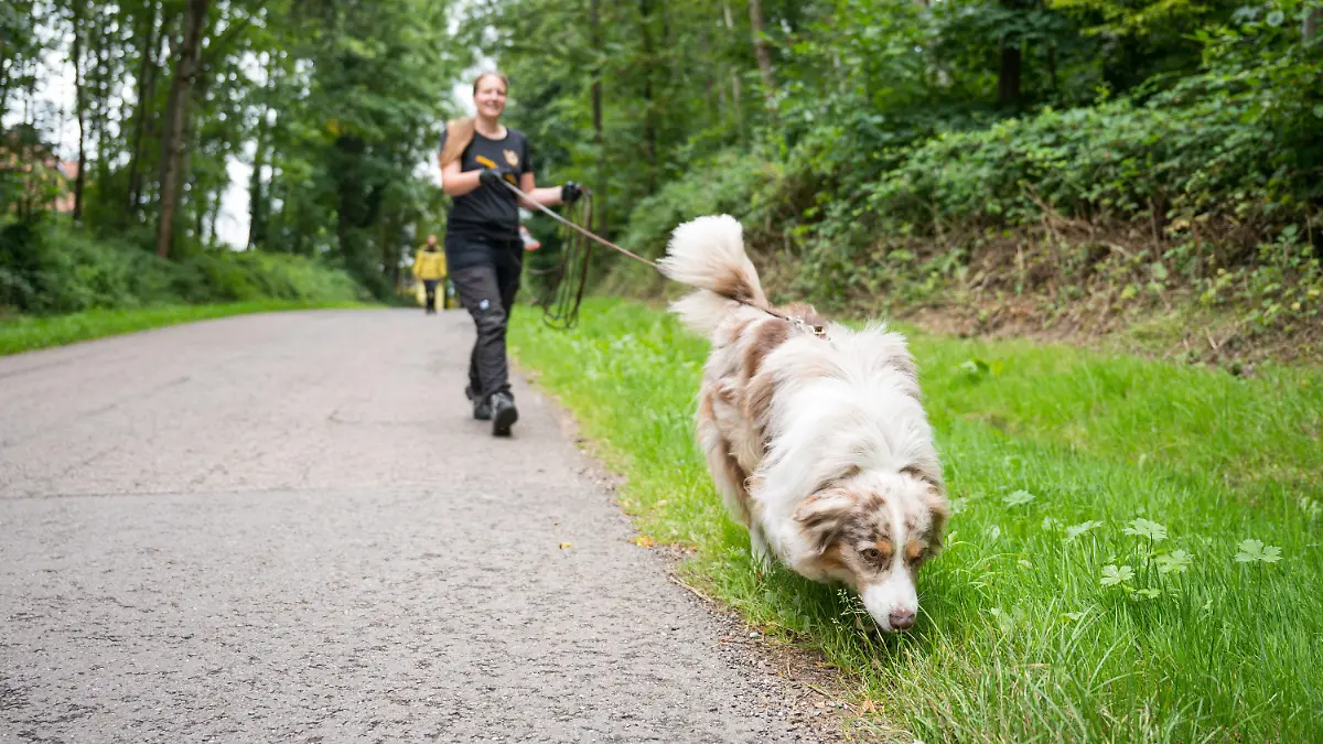 16.08.2021, Saarland, Püttlingen: Shepherd "Toni" folgt an der Leine von Corinna Speicher der Fährte eines anderen Hundes. Der Verein Schnüffelhelden hilft beim Auffinden von entlaufenen Hunden. (Zu dpa "«Schnüffelhelden» im Einsatz für vermisste Hunde") Foto: Oliver Dietze/dpa +++ dpa-Bildfunk +++