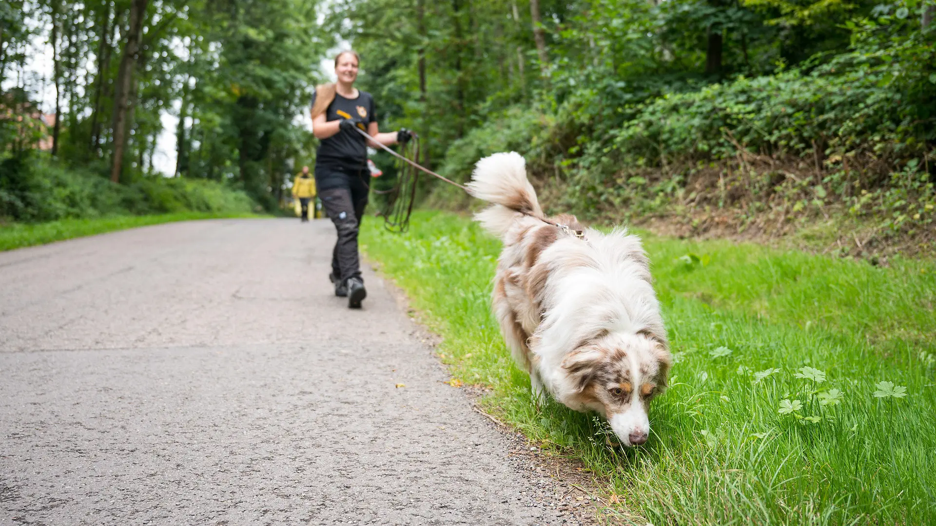 16.08.2021, Saarland, Püttlingen: Shepherd "Toni" folgt an der Leine von Corinna Speicher der Fährte eines anderen Hundes. Der Verein Schnüffelhelden hilft beim Auffinden von entlaufenen Hunden. (Zu dpa "«Schnüffelhelden» im Einsatz für vermisste Hunde") Foto: Oliver Dietze/dpa +++ dpa-Bildfunk +++