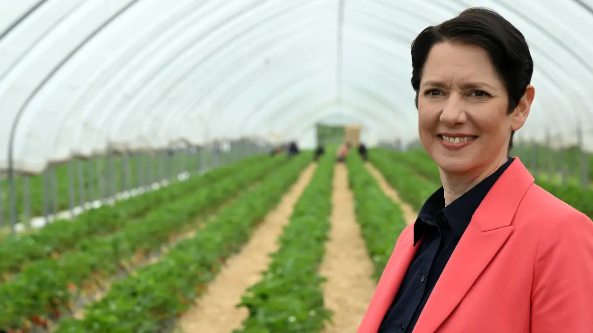 11.05.2023, Nordrhein-Westfalen, Bottrop: Silke Gorißen (CDU), Landwirtschaftsministerin von Nordrhein-Westfalen, steht in einem Folientunnel mit Erdbeerpflanzen. Die ersten Erdbeeren sind reif. Seit einigen Wochen werden die ersten Früchte angeboten. Diese Erdbeeren kommen aus geschütztem Anbau in Folientunneln oder Gewächshäusern. Foto: Federico Gambarini/dpa +++ dpa-Bildfunk +++
