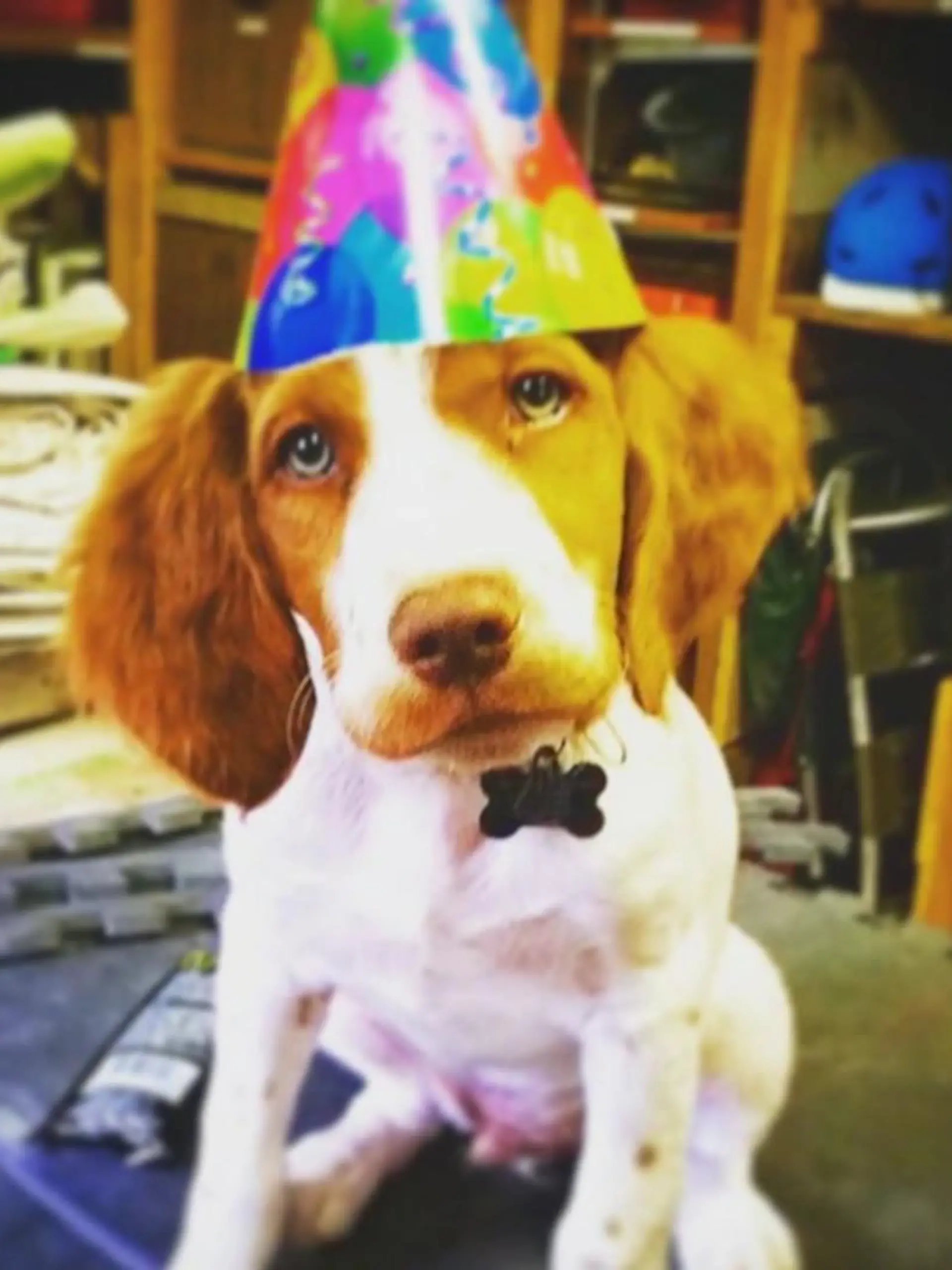 Nach einem Unfall musste ihm ein Vorderbein amputiert werden. Seitdem geht Hund Dexter auf zwei Beinen durchs Leben. Er ist nicht nur ein Instagram-Star sondern auch ein richtiges Vorbild!