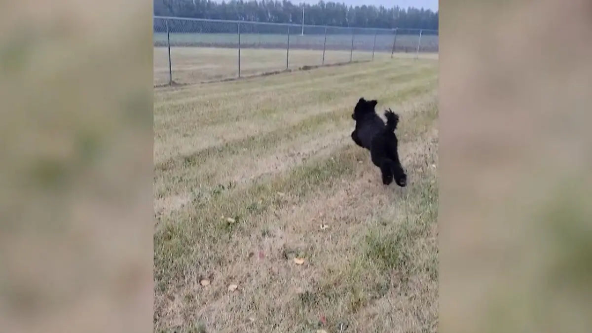 Hund rennt voll in Zaun Er hatte nur Augen für den Ball