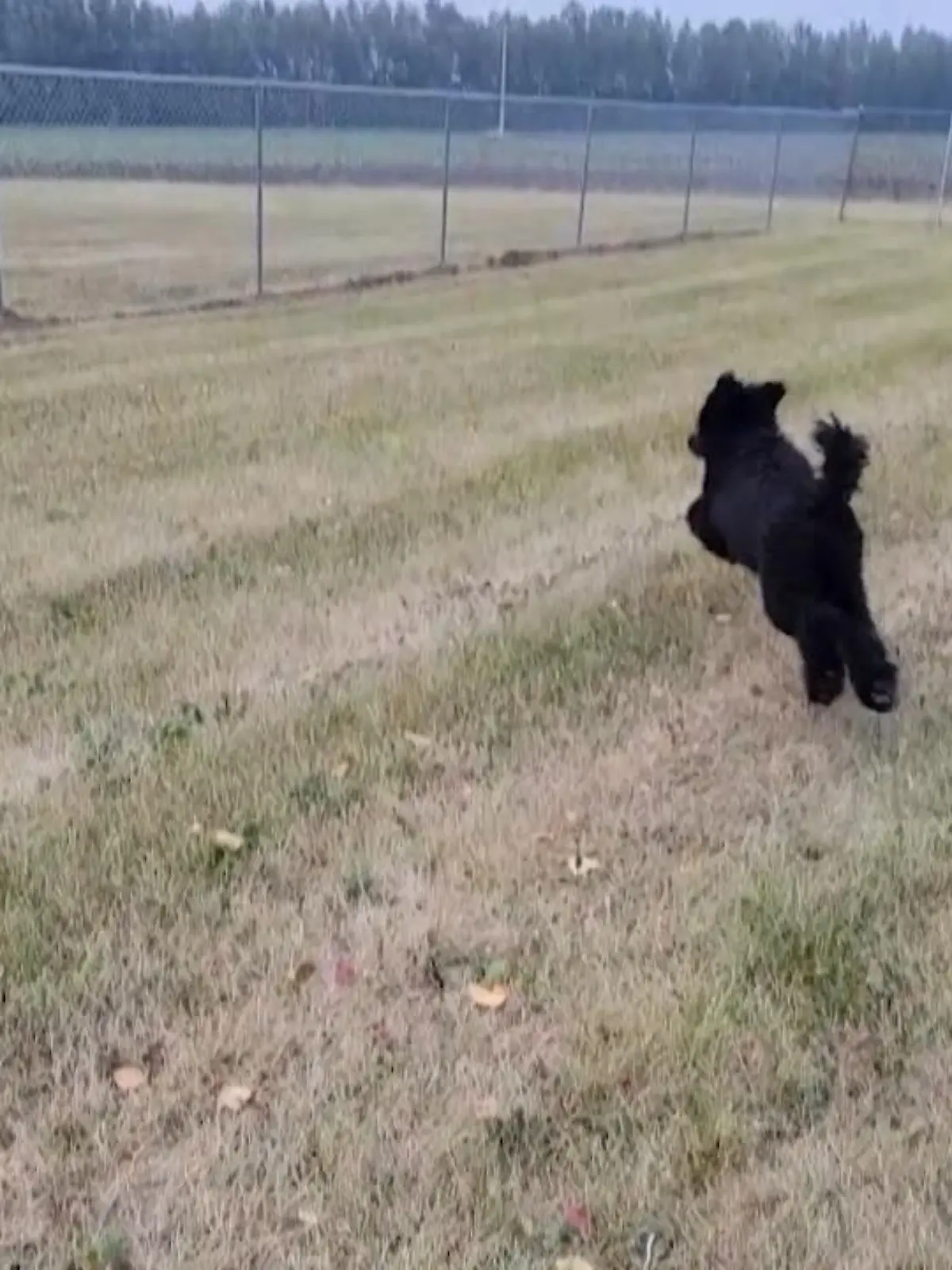 Bild zu: "Video: Hund rennt voll in Zaun"