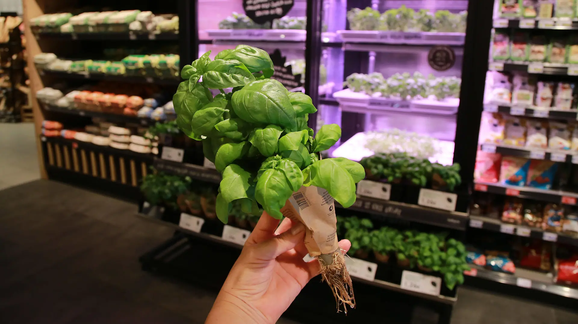 12.08.2020 In einem EDEKA Markt wachsen frische Kräuter direkt vor Ort.. Die Firma Infarm bietet das System an. Frische Kräuter werden als Setzlinge in eine Art Treeibhausschrank eingesetzt, dort wachsen sie bis zur Verkaufsgröße heran und werden dann als komplette Pflanze mit dem Wurzelwerk zum Verkauf angeboten. *** 12 08 2020 In an EDEKA market fresh herbs grow directly on site The company Infarm offers the system Fresh herbs are placed as seedlings in a kind of tree-house cupboard, where they grow to sales size and are then offered for sale as a complete plant with the root system