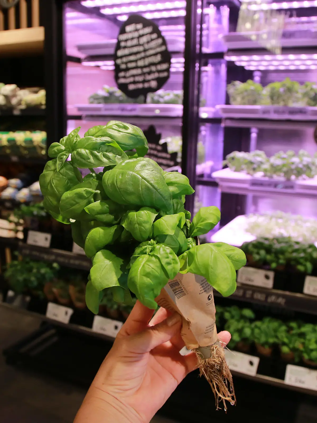 12.08.2020 In einem EDEKA Markt wachsen frische Kräuter direkt vor Ort.. Die Firma Infarm bietet das System an. Frische Kräuter werden als Setzlinge in eine Art Treeibhausschrank eingesetzt, dort wachsen sie bis zur Verkaufsgröße heran und werden dann als komplette Pflanze mit dem Wurzelwerk zum Verkauf angeboten. *** 12 08 2020 In an EDEKA market fresh herbs grow directly on site The company Infarm offers the system Fresh herbs are placed as seedlings in a kind of tree-house cupboard, where they grow to sales size and are then offered for sale as a complete plant with the root system 