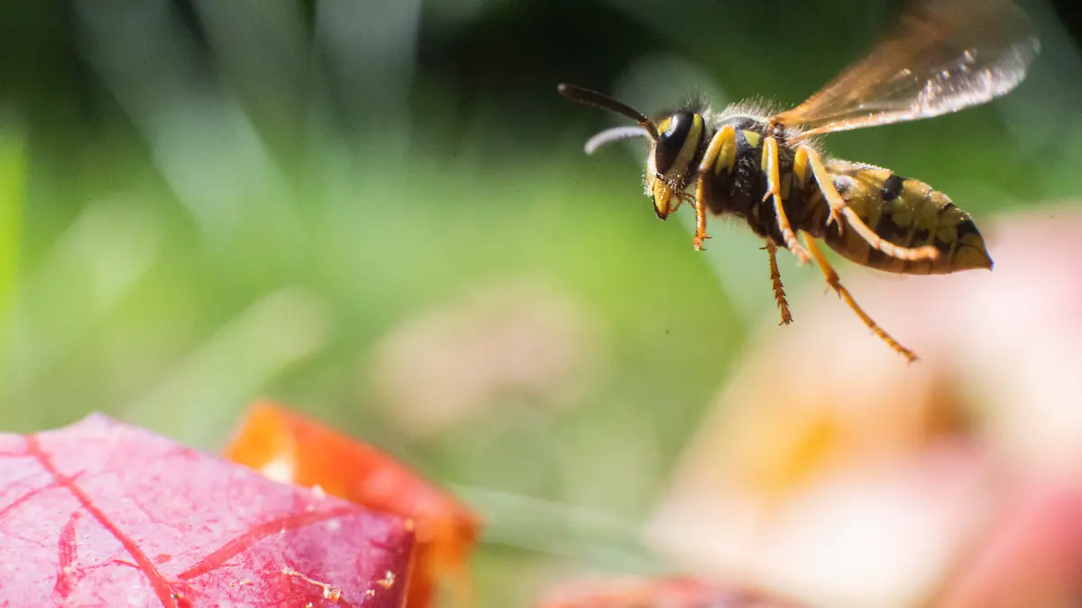 31.08.2020, Niedersachsen, Laatzen: Eine Wespe fliegt über Äpfel in einem Obstgarten in der Region Hannover. Nach Expertenaussage war der recht warme, regenarme Frühling ideal für die Bildung von Wespenvölkern gewesen. Foto: Julian Stratenschulte/dpa +++ dpa-Bildfunk +++