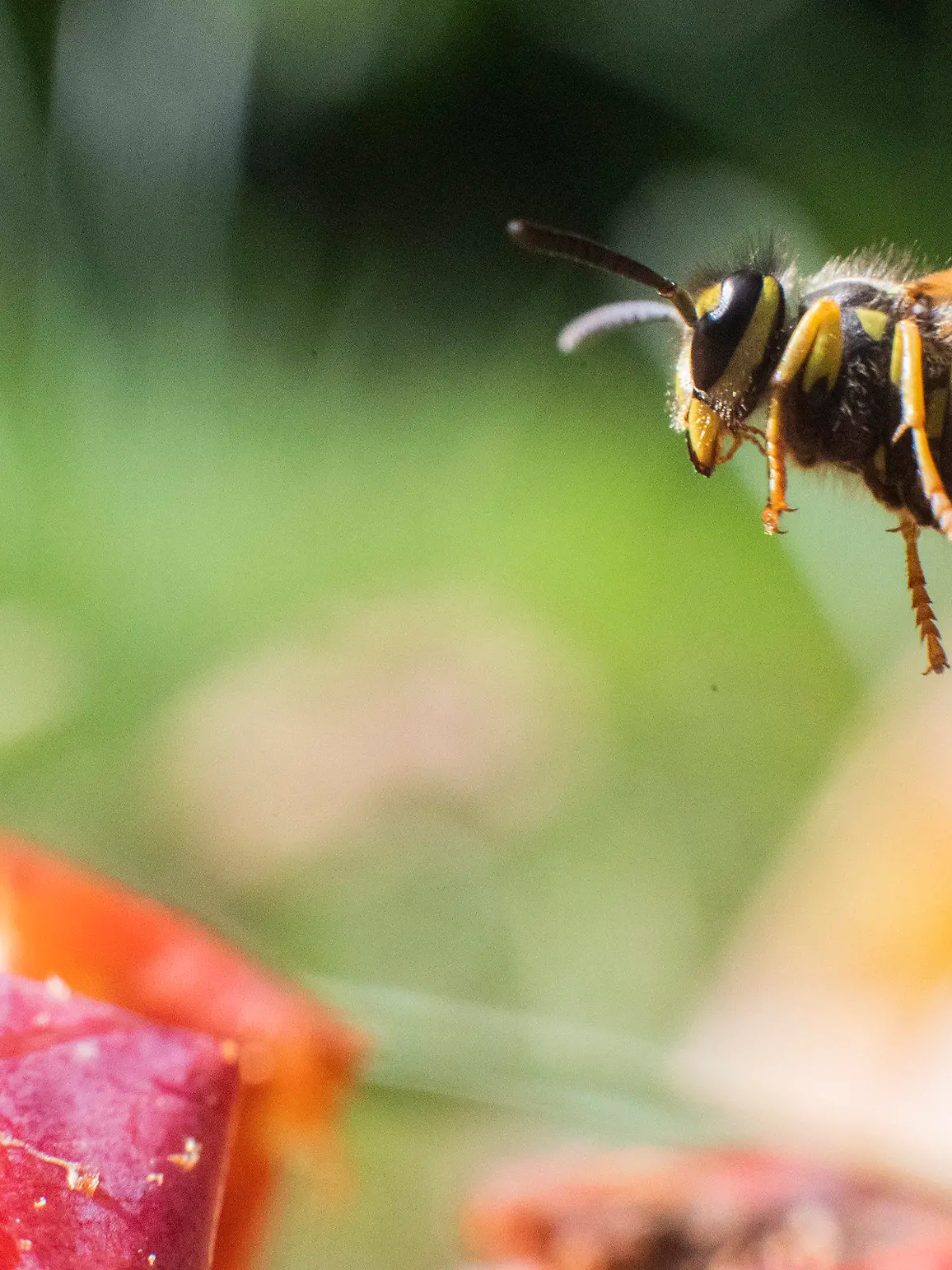 31.08.2020, Niedersachsen, Laatzen: Eine Wespe fliegt über Äpfel in einem Obstgarten in der Region Hannover. Nach Expertenaussage war der recht warme, regenarme Frühling ideal für die Bildung von Wespenvölkern gewesen. Foto: Julian Stratenschulte/dpa +++ dpa-Bildfunk +++