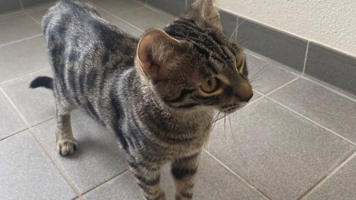Katze rettet Mensch
