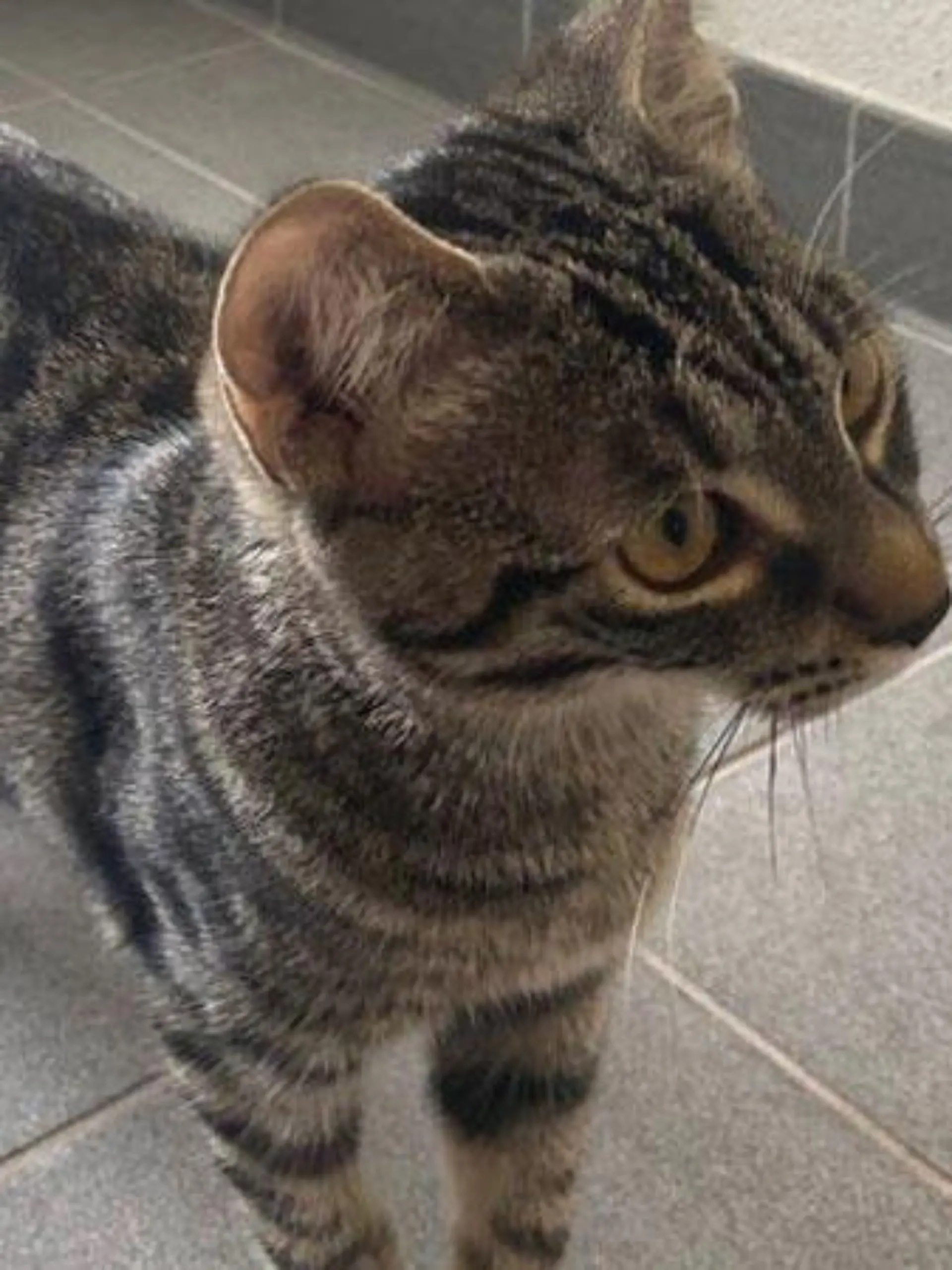 Katze rettet Mensch