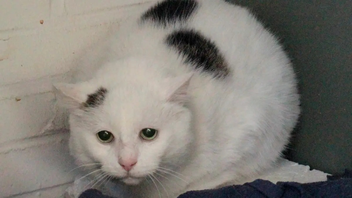 Mondmaus aus Hamburg sucht ein neues Zuhause