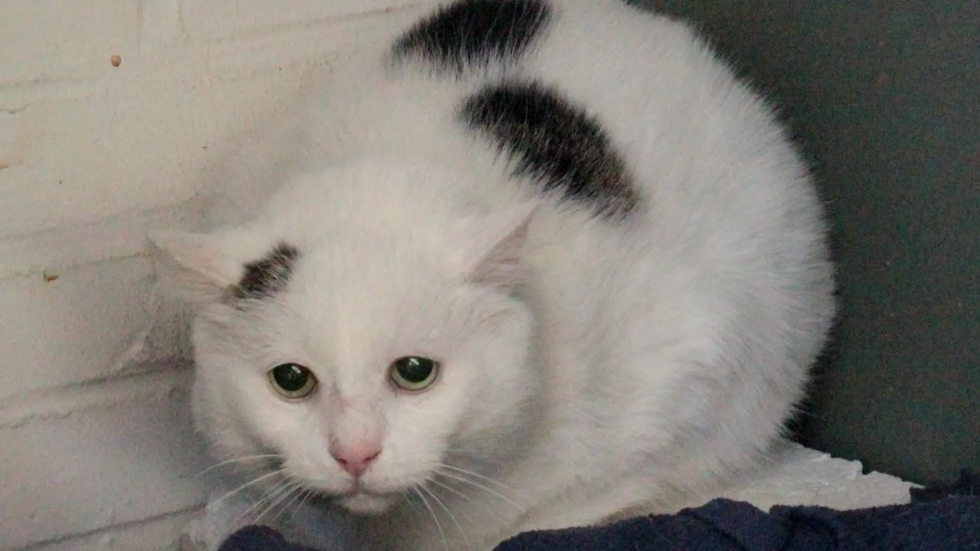 Mondmaus aus Hamburg sucht ein neues Zuhause