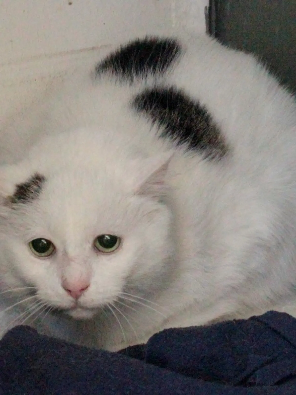Mondmaus aus Hamburg sucht ein neues Zuhause