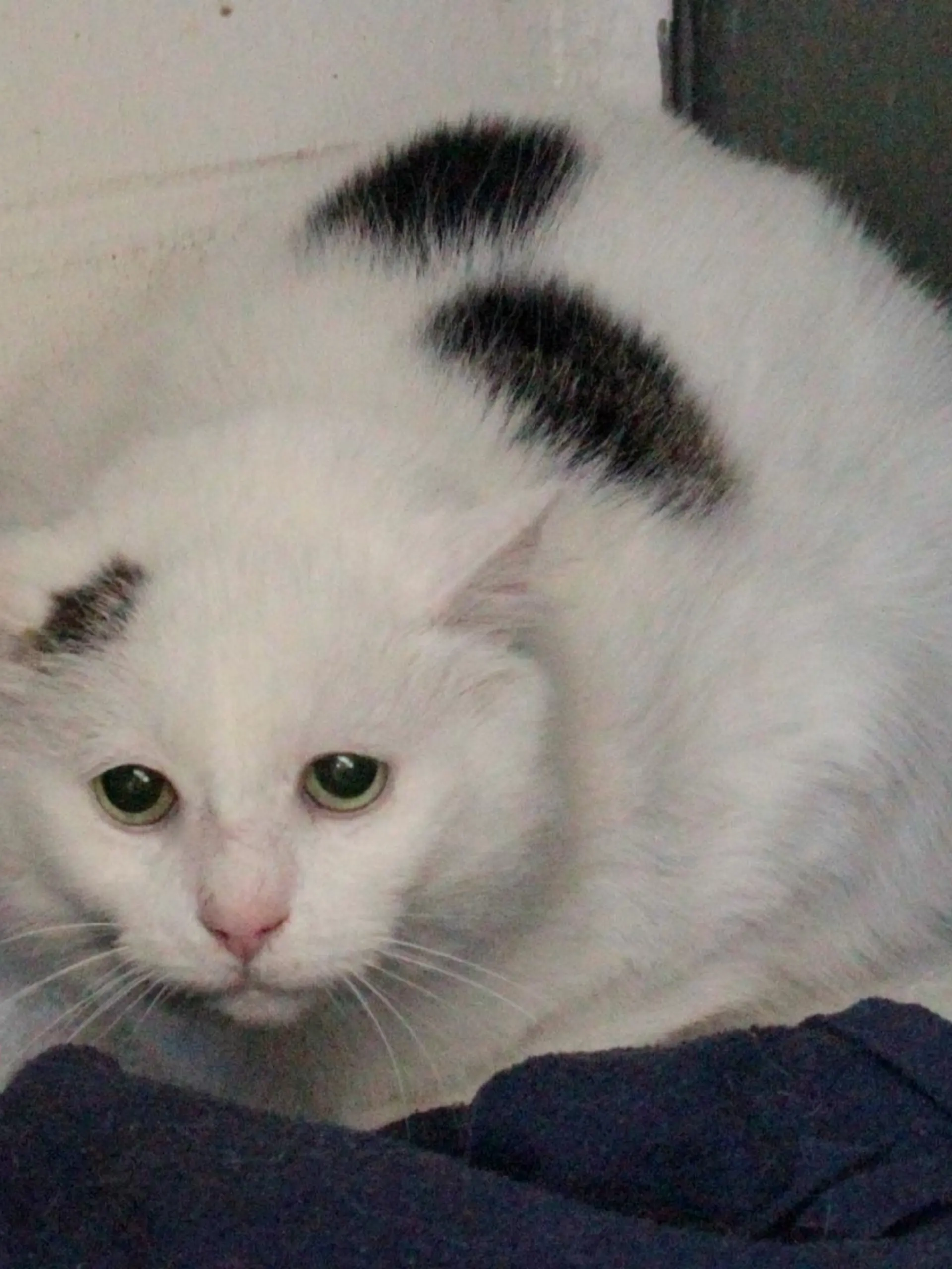 Mondmaus aus Hamburg sucht ein neues Zuhause