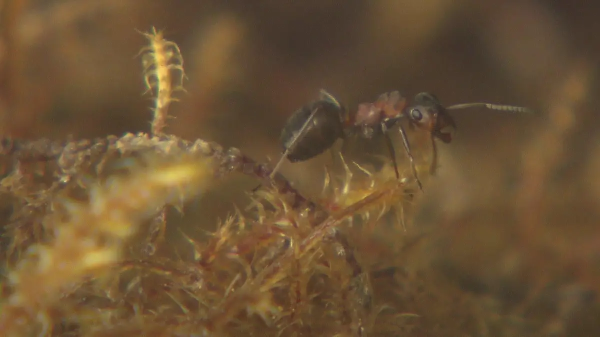 Kleine rote Waldameise - oder auch kahlrückige Waldameise genannt - die Formica Polyctena.