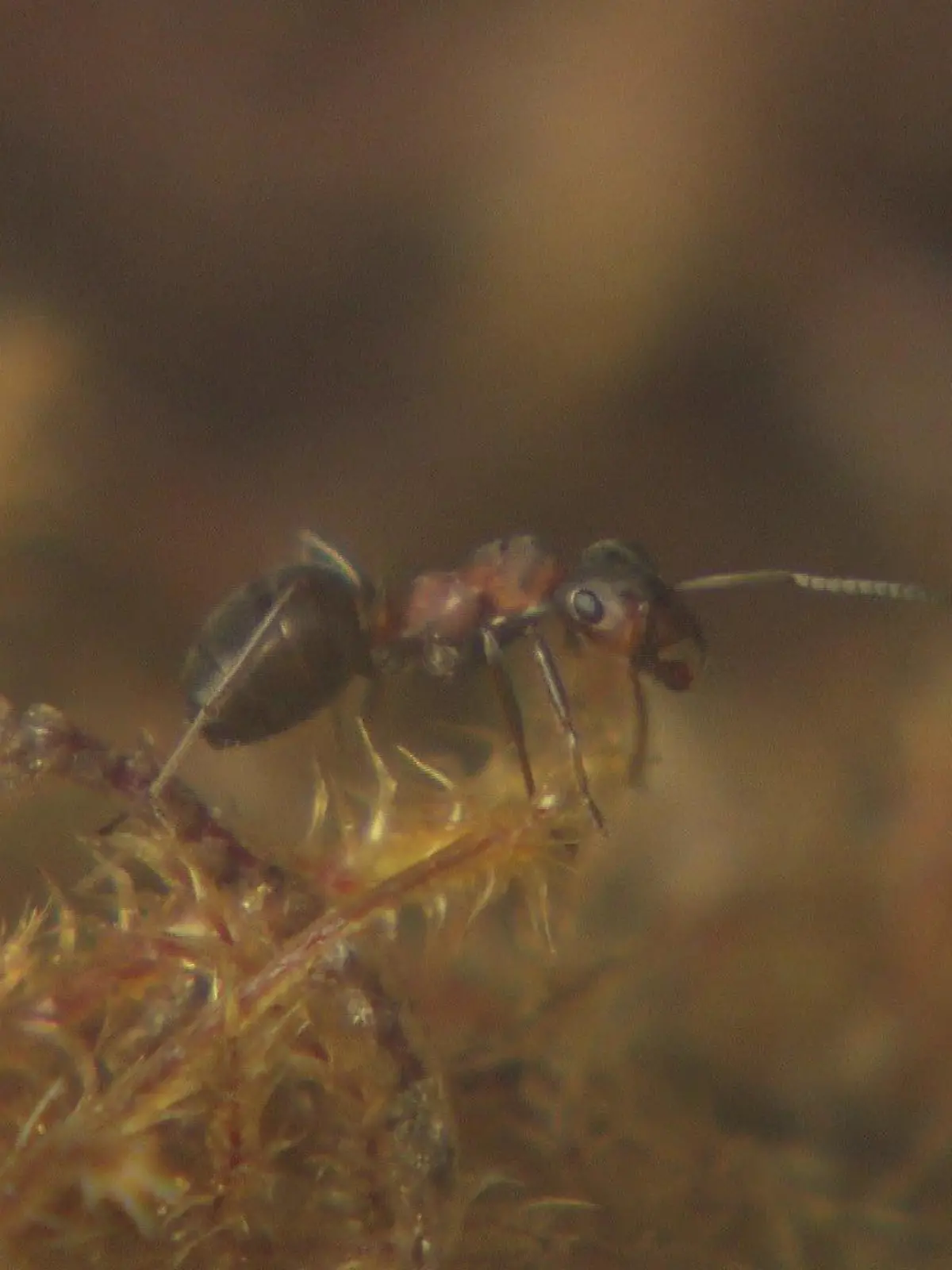Kleine rote Waldameise - oder auch kahlrückige Waldameise genannt - die Formica Polyctena.