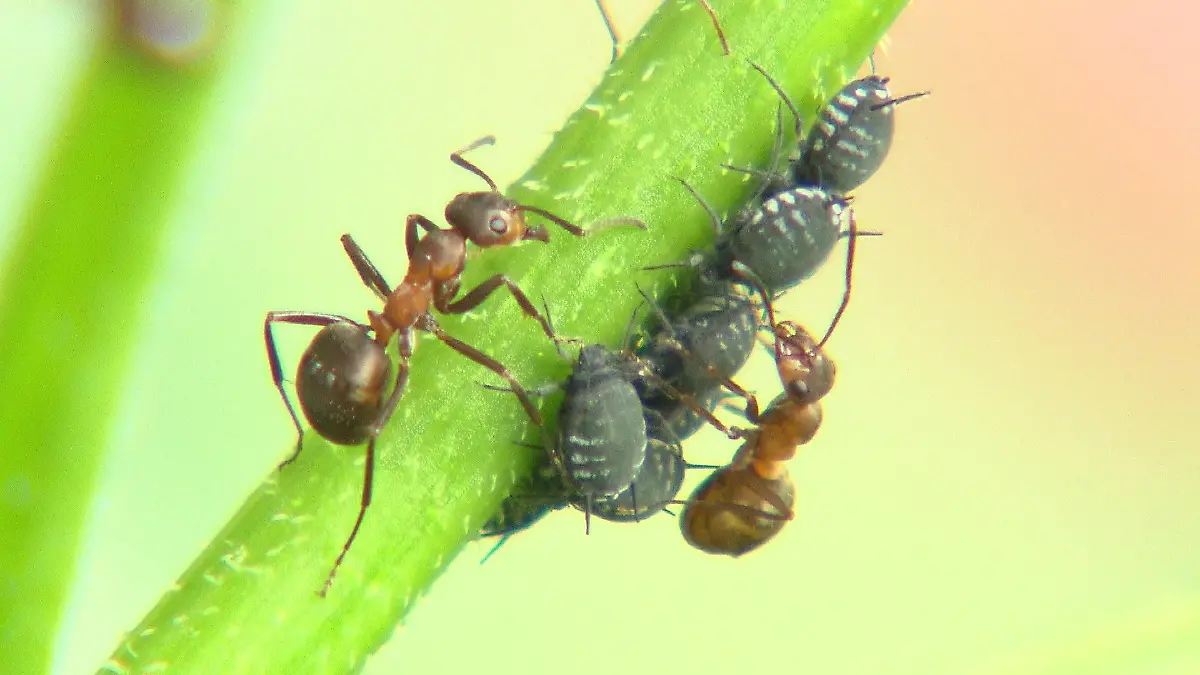 Kleine rote Waldameise - oder auch kahlrückige Waldameise genannt - die Formica Polyctena.