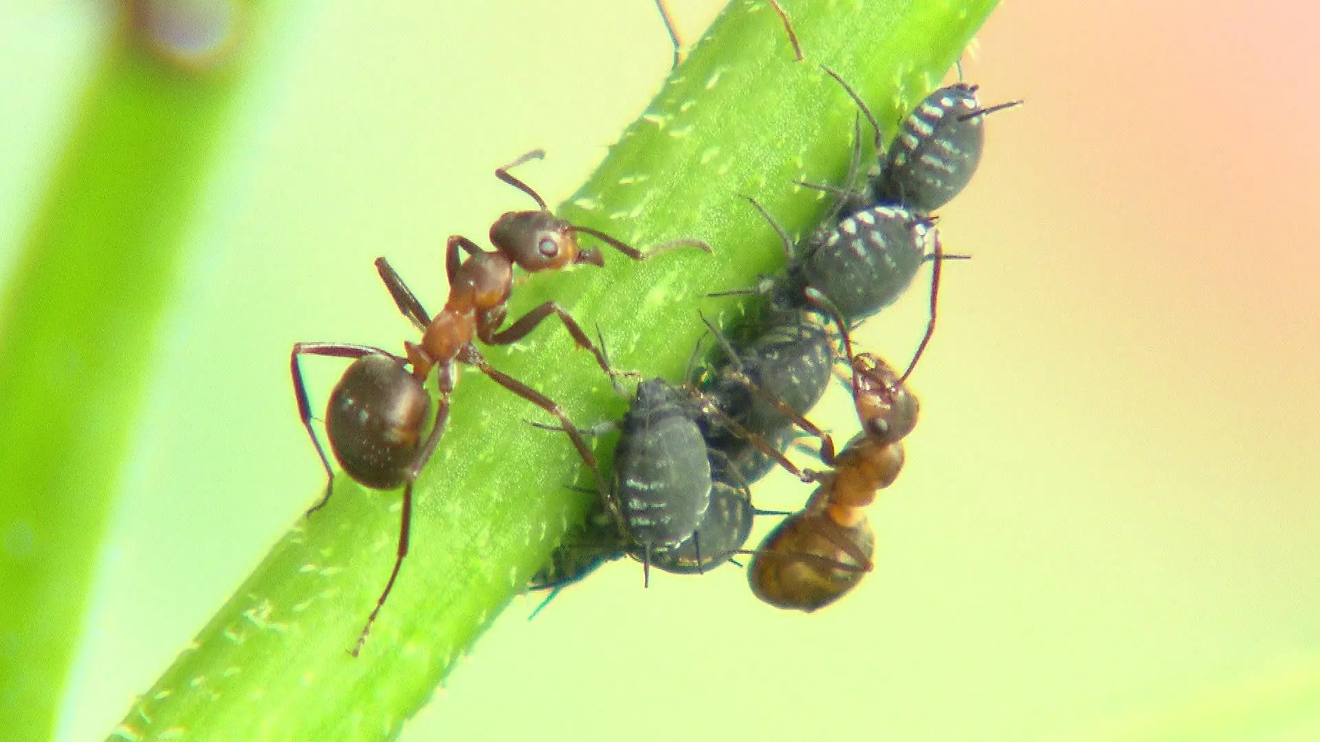 Kleine rote Waldameise - oder auch kahlrückige Waldameise genannt - die Formica Polyctena.