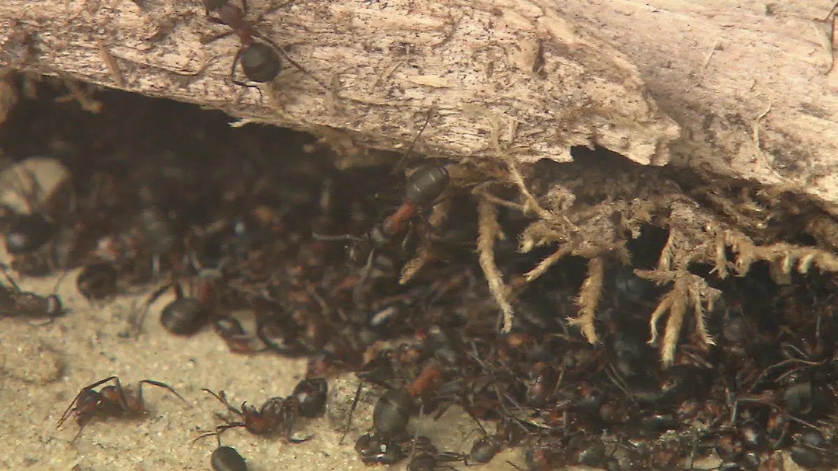Kleine rote Waldameise - oder auch kahlrückige Waldameise genannt - die Formica Polyctena.