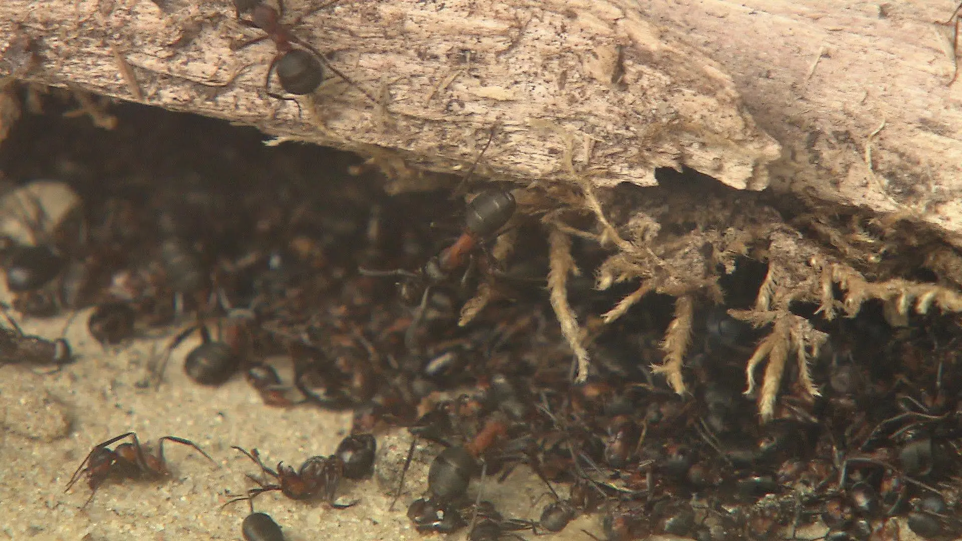 Kleine rote Waldameise - oder auch kahlrückige Waldameise genannt - die Formica Polyctena.
