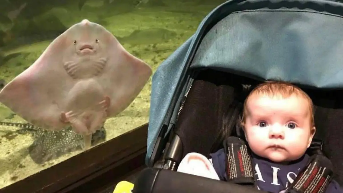 SONDERKONDITIONEN: Satzpreis!
A mum of two was left in hysterics after noticing a spooky resemblance between her daughter Daisy and an aquarium Stingray. See SWNS story SWOCstingray; Wendy Armstrong, a 41-year-old nurse from Cumbria, would regularly take her daughters Aurora, two, and Daisy, six months, for a day out at the Lake District Coast Aquarium. During one visit. Wendy noticed that a Stingray was taking a particular interest in Daisy and that both were pulling the same miserable facial expression. Wendy was taken aback by the resemblance and took the opportunity to catch the bizarre moment on camera.