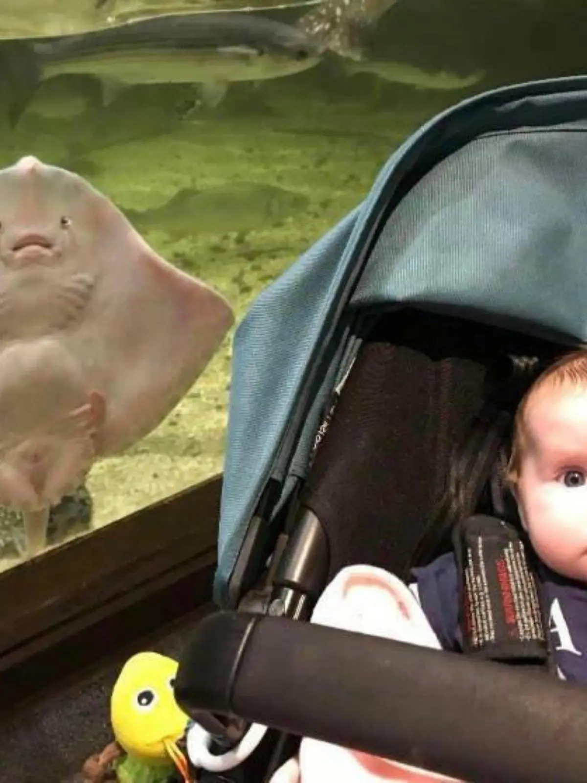 SONDERKONDITIONEN: Satzpreis!
A mum of two was left in hysterics after noticing a spooky resemblance between her daughter Daisy and an aquarium Stingray. See SWNS story SWOCstingray; Wendy Armstrong, a 41-year-old nurse from Cumbria, would regularly take her daughters Aurora, two, and Daisy, six months, for a day out at the Lake District Coast Aquarium. During one visit. Wendy noticed that a Stingray was taking a particular interest in Daisy and that both were pulling the same miserable facial expression. Wendy was taken aback by the resemblance and took the opportunity to catch the bizarre moment on camera.