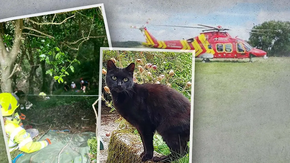 Katze miaut Retter auf den Plan.