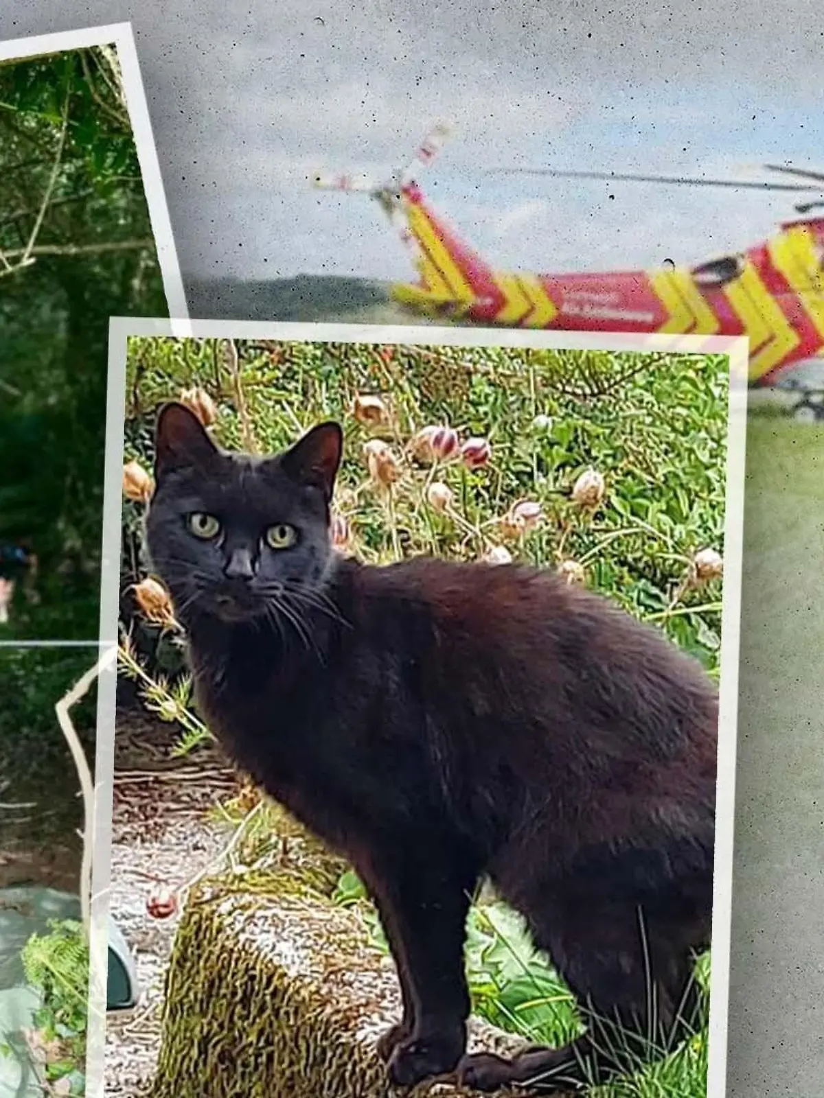 Katze miaut Retter auf den Plan.