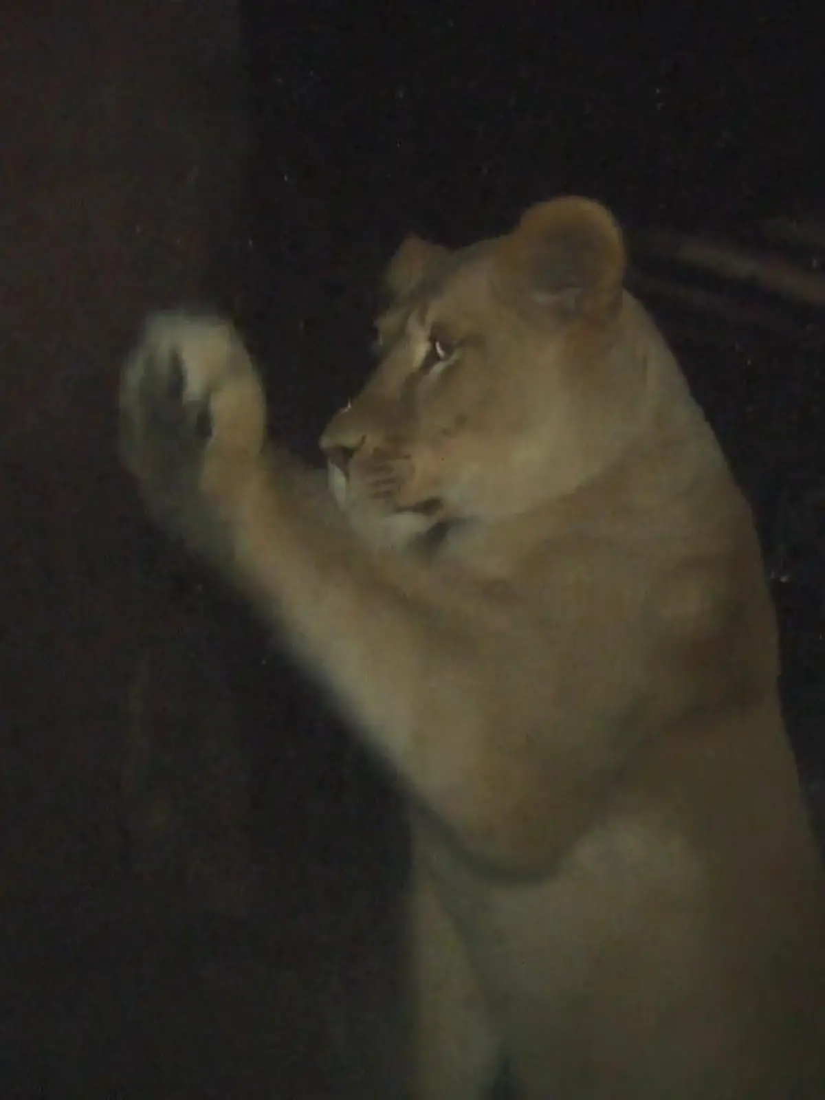 Bild zu: "Nachtwächter im Zoo in Gelsenkirchen"