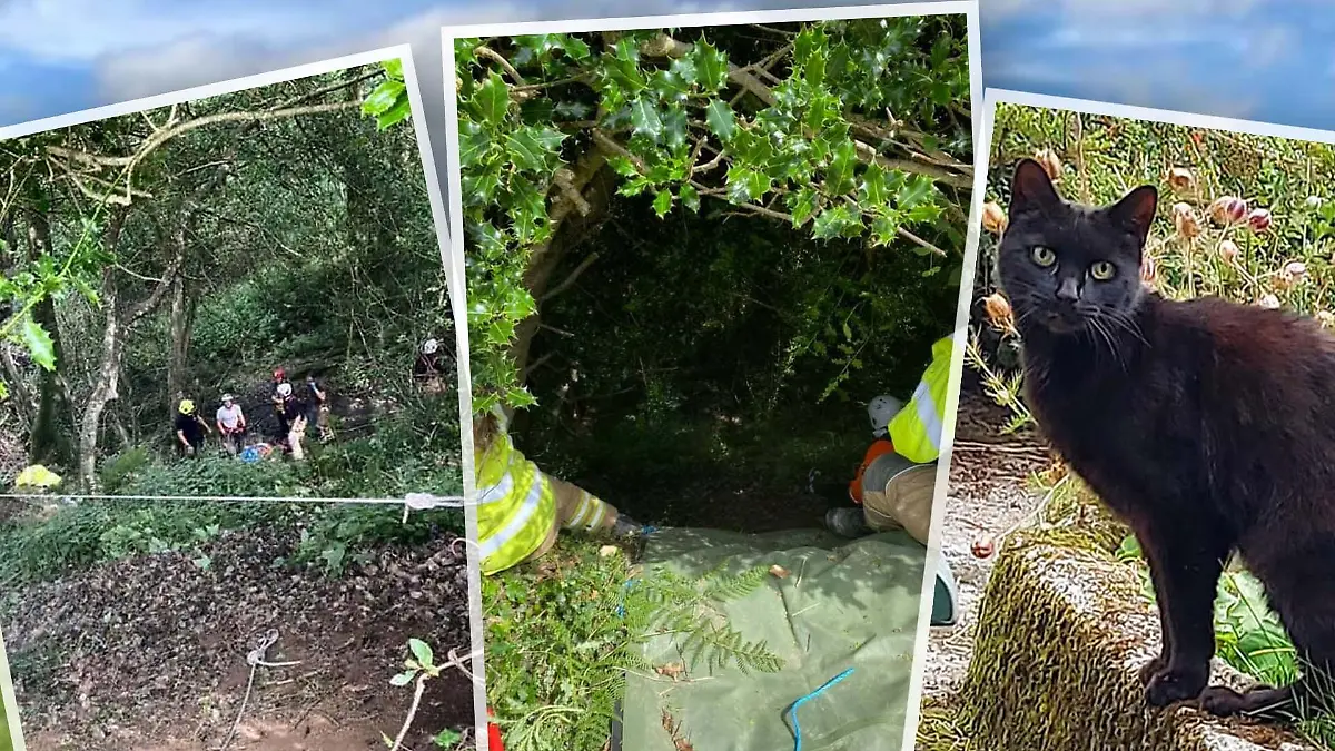 Cornwall - Katze miaut und Retter finden 83-Jährige.