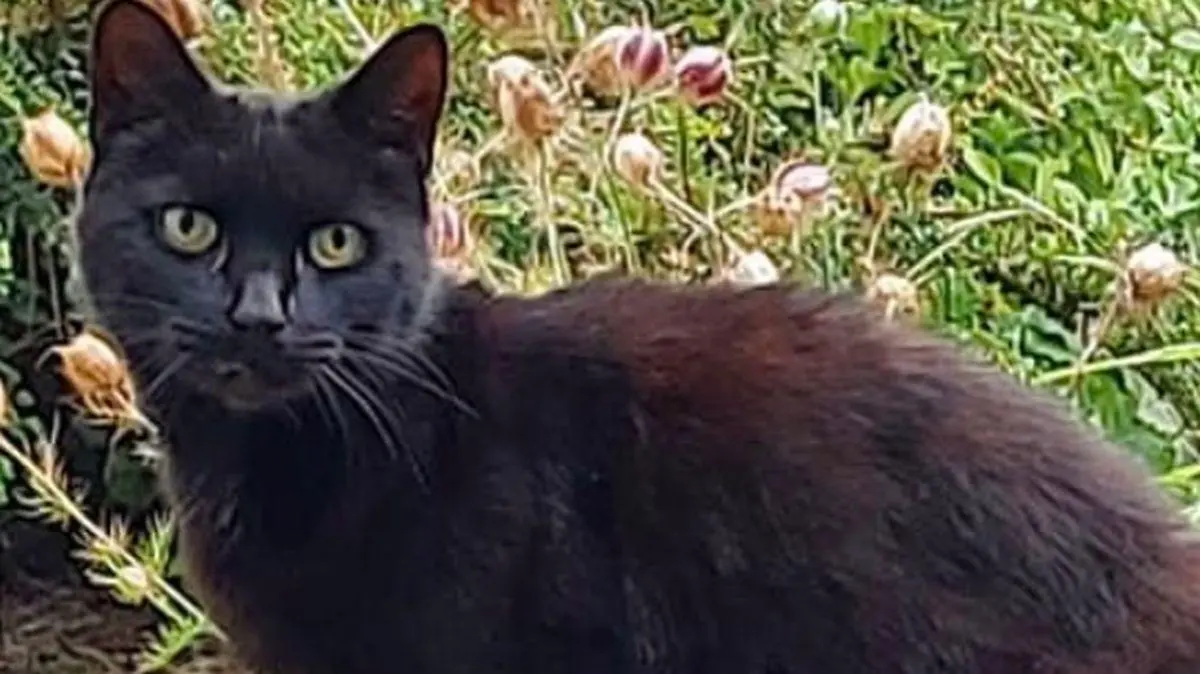 Großbritannien, Kater rettete Seniorin