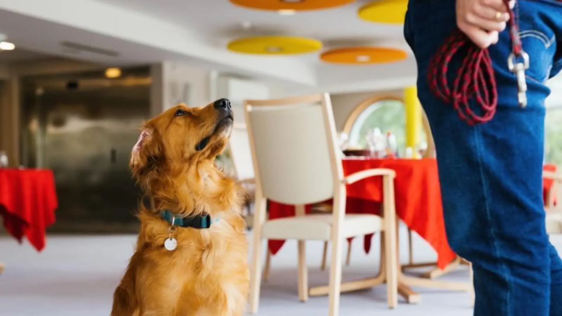 Hund erschnüffelt Corona-Infektionen