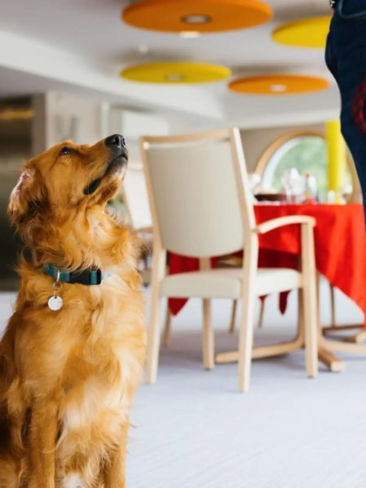 Hund erschnüffelt Corona-Infektionen