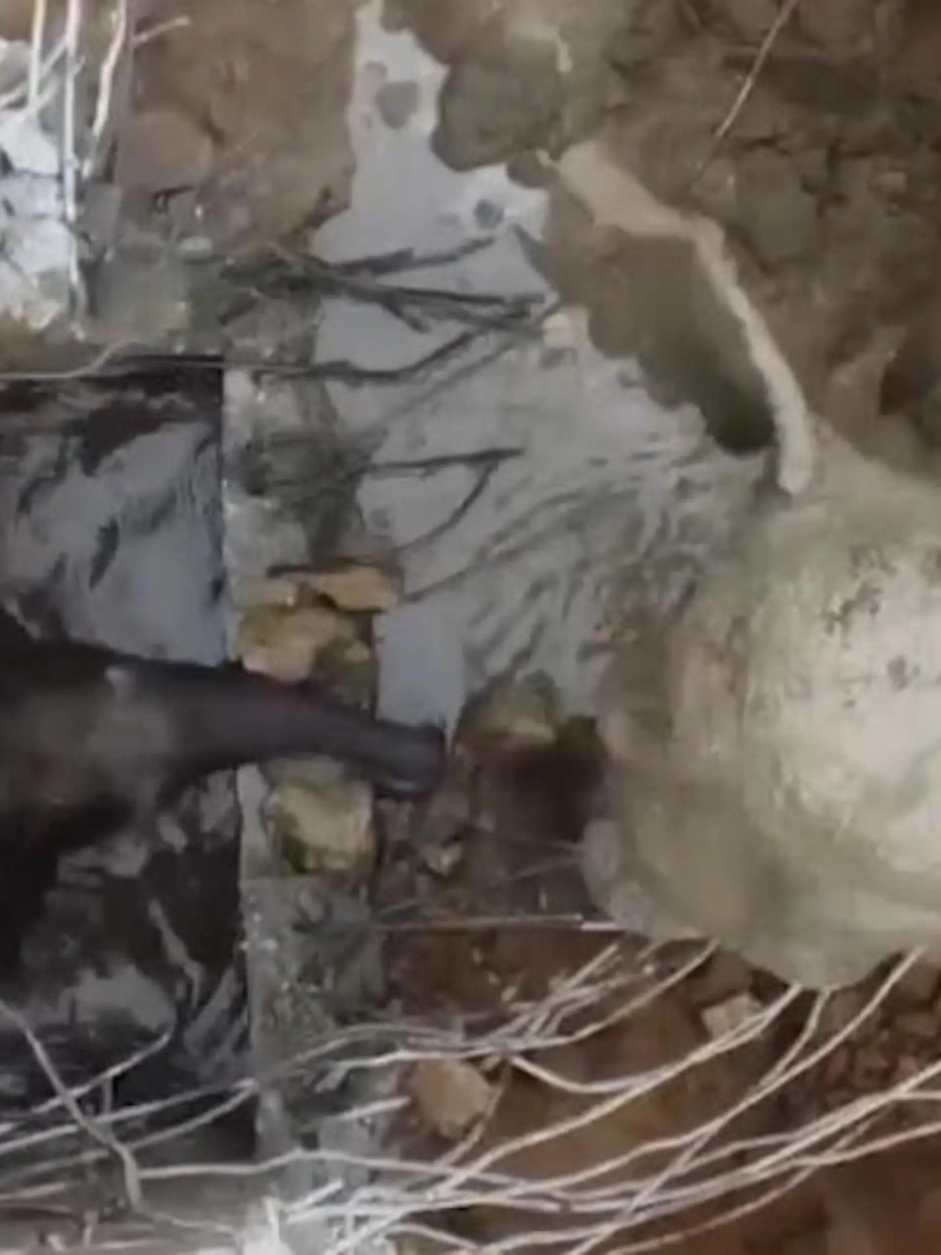 In Thailand fällt der kleine Dickhäuter Jumbo in ein acht Meter tiefes Loch - die ganze Nacht muss er da ausharren, während seine Mutter besorgt daneben steht. Am nächsten Tag eilen Wildtierschützer und Tierärzte zur Hilfe und retten den kleinen Elefanten.