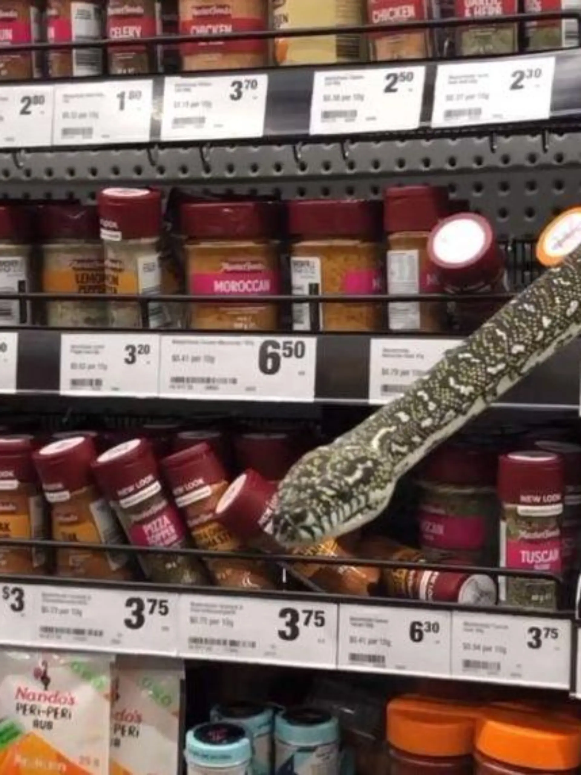 Helaina Alati/ Supermarkt Sydney Schlange
