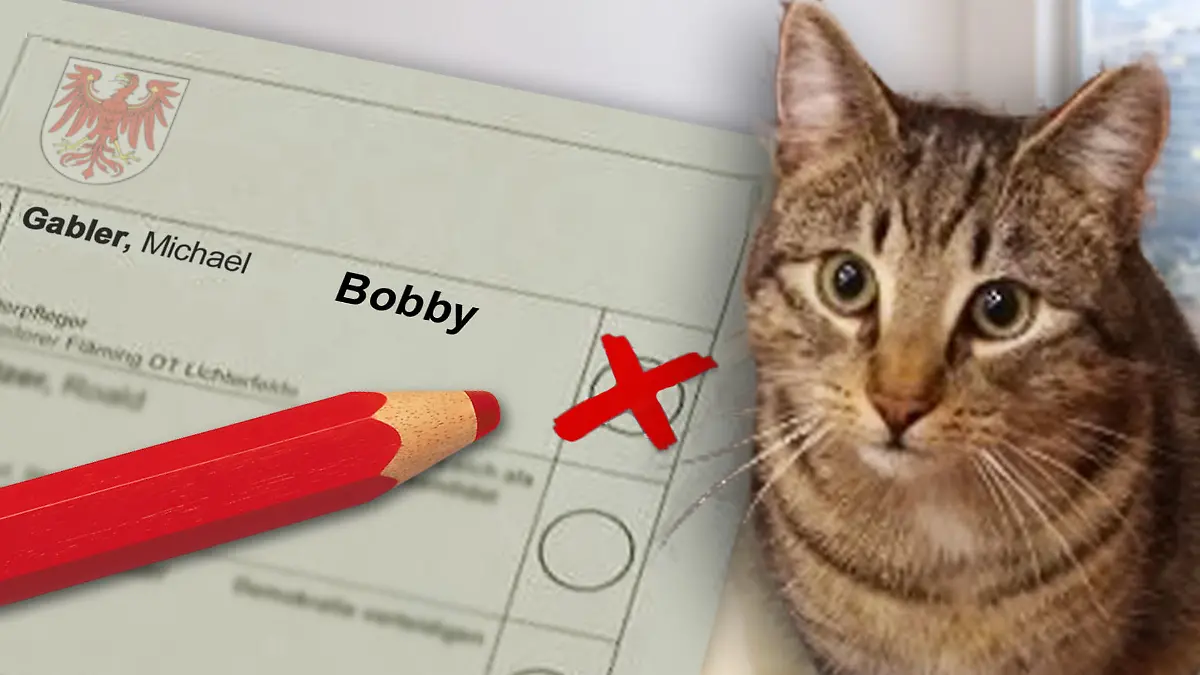 THEMA: Artikel über Kater Bobby, der es durch ein Missverständnis auf den Wahlzettel in Brandenburg geschafft hat. Könntet ihr mir aus dem Foto der Katze und einem der zwei Wahlzettel-Fotos (entscheidet selbst, welches besser geeignet ist) ein Teaserbild in 16:9 basteln? Ihr könnt gern auch noch einen Stift und Kreuz im Feld neben Bobby dazusetzen und/ oder ein Symbolbild eines Wahlzettels in groß in den Hintergrund setzen. Ich freue mich über eine kreative Umsetzung :leichtes_lächeln: :katze: Danke!