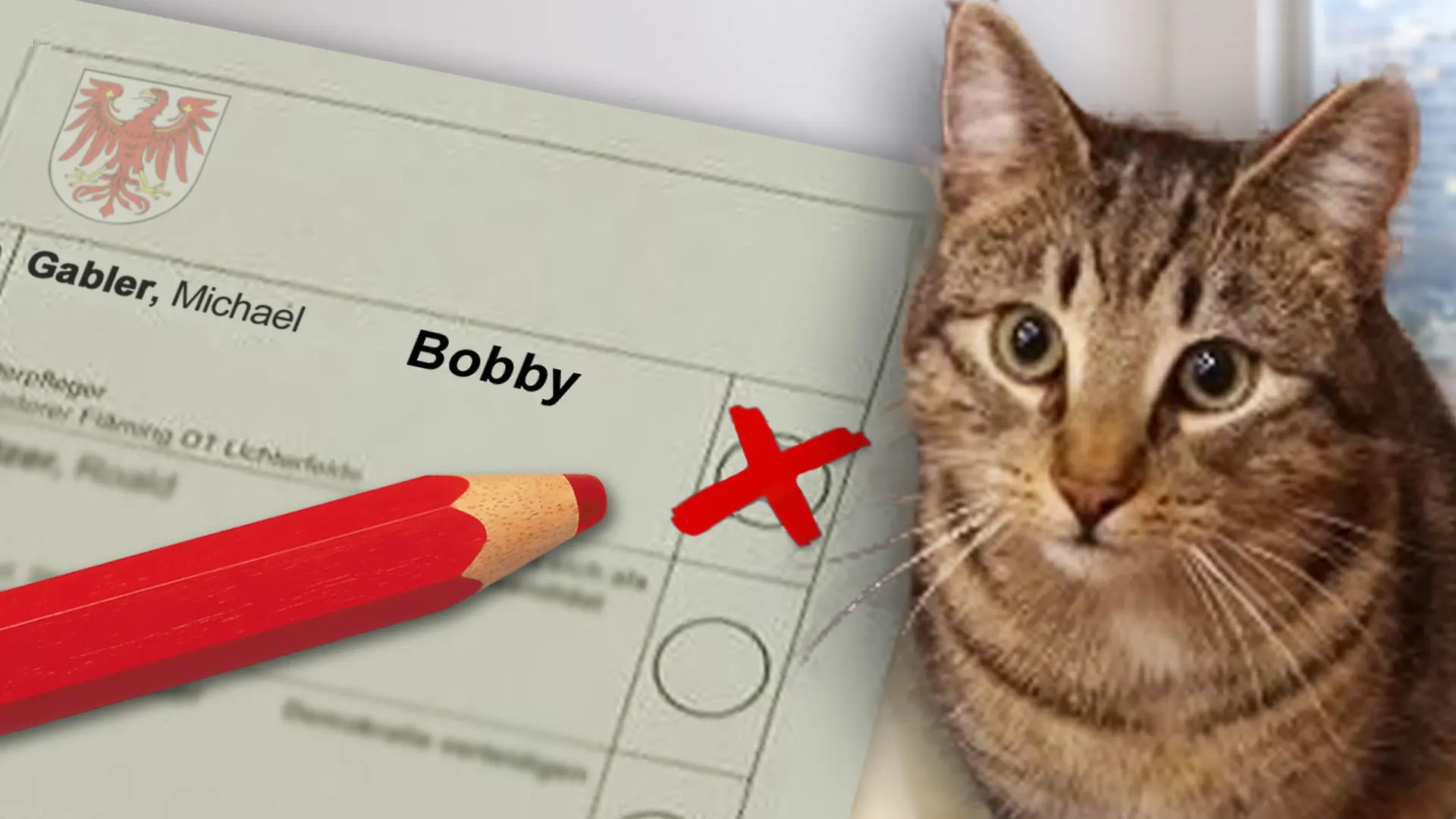 THEMA: Artikel über Kater Bobby, der es durch ein Missverständnis auf den Wahlzettel in Brandenburg geschafft hat. Könntet ihr mir aus dem Foto der Katze und einem der zwei Wahlzettel-Fotos (entscheidet selbst, welches besser geeignet ist) ein Teaserbild in 16:9 basteln? Ihr könnt gern auch noch einen Stift und Kreuz im Feld neben Bobby dazusetzen und/ oder ein Symbolbild eines Wahlzettels in groß in den Hintergrund setzen. Ich freue mich über eine kreative Umsetzung :leichtes_lächeln: :katze: Danke!