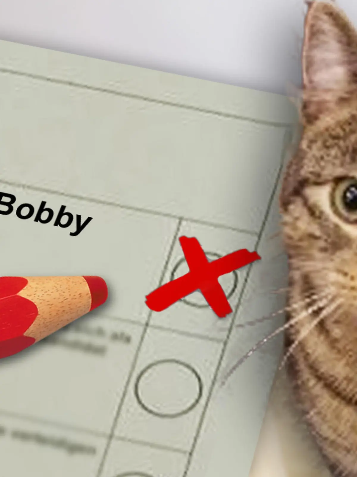 THEMA: Artikel über Kater Bobby, der es durch ein Missverständnis auf den Wahlzettel in Brandenburg geschafft hat. Könntet ihr mir aus dem Foto der Katze und einem der zwei Wahlzettel-Fotos (entscheidet selbst, welches besser geeignet ist) ein Teaserbild in 16:9 basteln? Ihr könnt gern auch noch einen Stift und Kreuz im Feld neben Bobby dazusetzen und/ oder ein Symbolbild eines Wahlzettels in groß in den Hintergrund setzen. Ich freue mich über eine kreative Umsetzung :leichtes_lächeln: :katze: Danke!