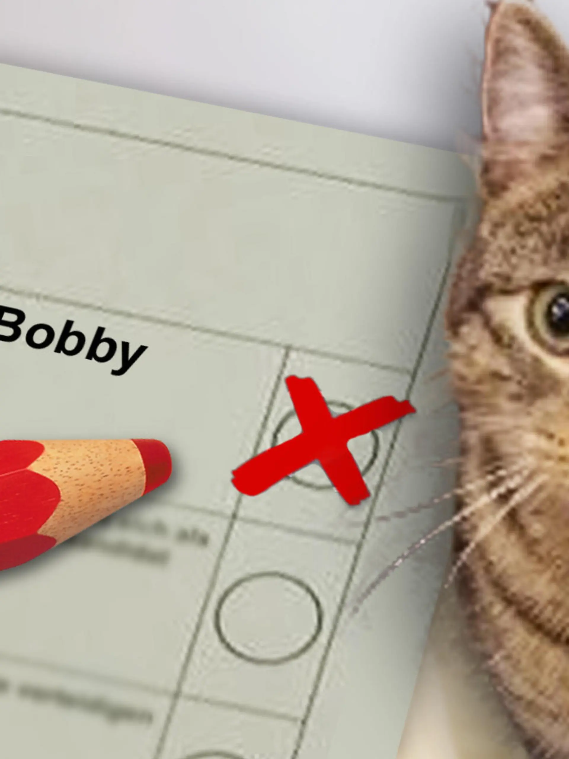 THEMA: Artikel über Kater Bobby, der es durch ein Missverständnis auf den Wahlzettel in Brandenburg geschafft hat. Könntet ihr mir aus dem Foto der Katze und einem der zwei Wahlzettel-Fotos (entscheidet selbst, welches besser geeignet ist) ein Teaserbild in 16:9 basteln? Ihr könnt gern auch noch einen Stift und Kreuz im Feld neben Bobby dazusetzen und/ oder ein Symbolbild eines Wahlzettels in groß in den Hintergrund setzen. Ich freue mich über eine kreative Umsetzung :leichtes_lächeln: :katze: Danke!