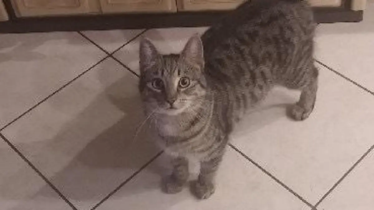Kater Bobby Partei