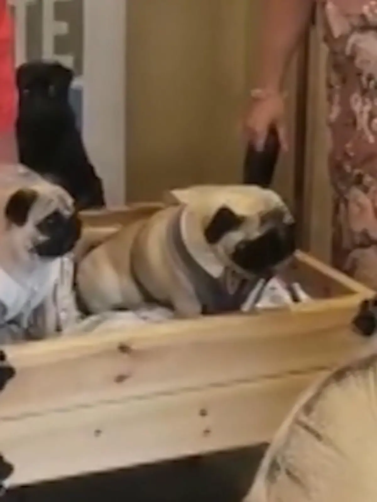 Bild zu: "Hiermit erkläre ich sie zu Mops&Mops!"
