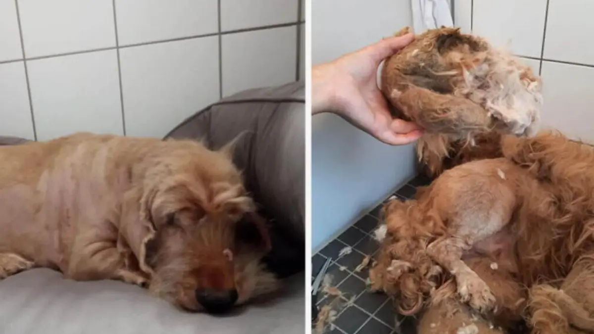 Hund liegt mit geschorenem Fell auf einer Decke