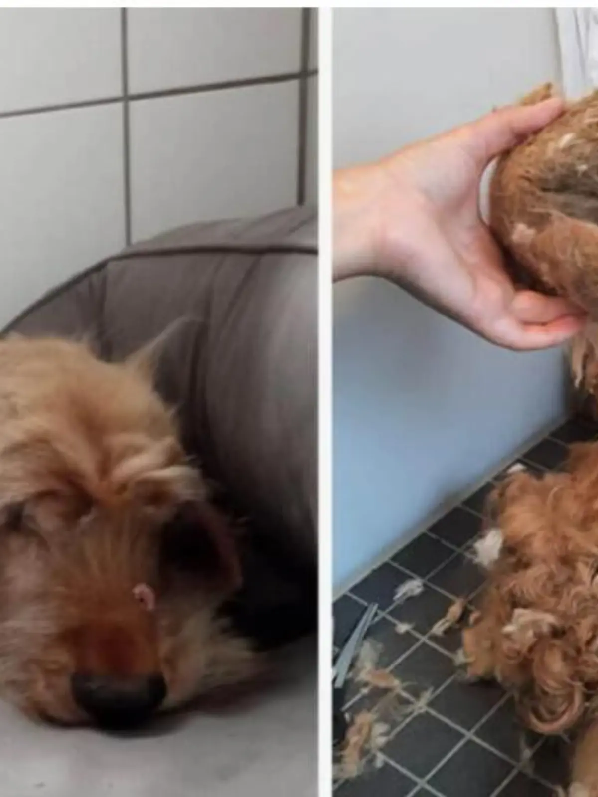 Hund liegt mit geschorenem Fell auf einer Decke