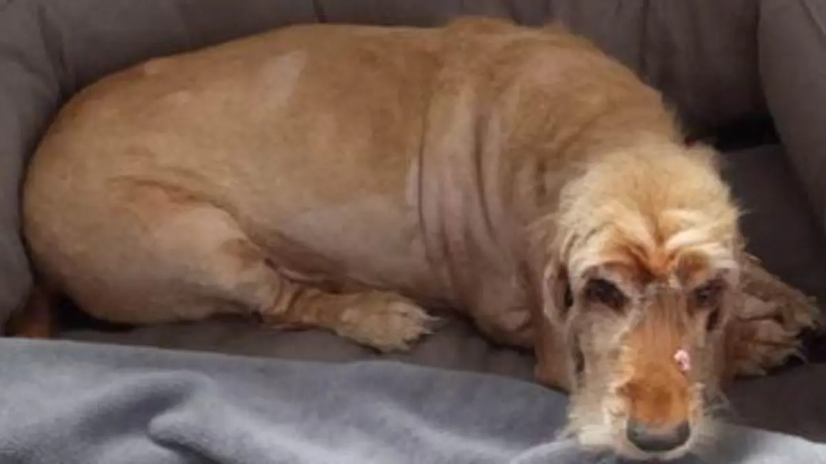 Geschorener Hund liegt auf einer Decke.