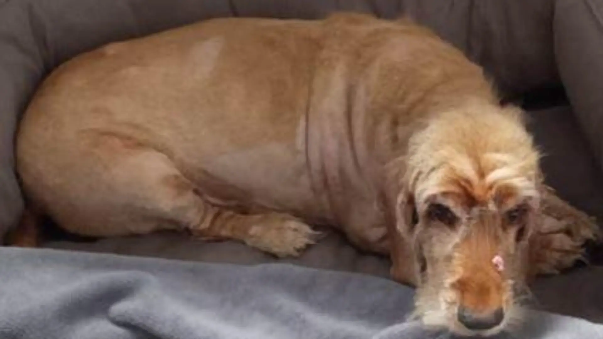 Geschorener Hund liegt auf einer Decke.