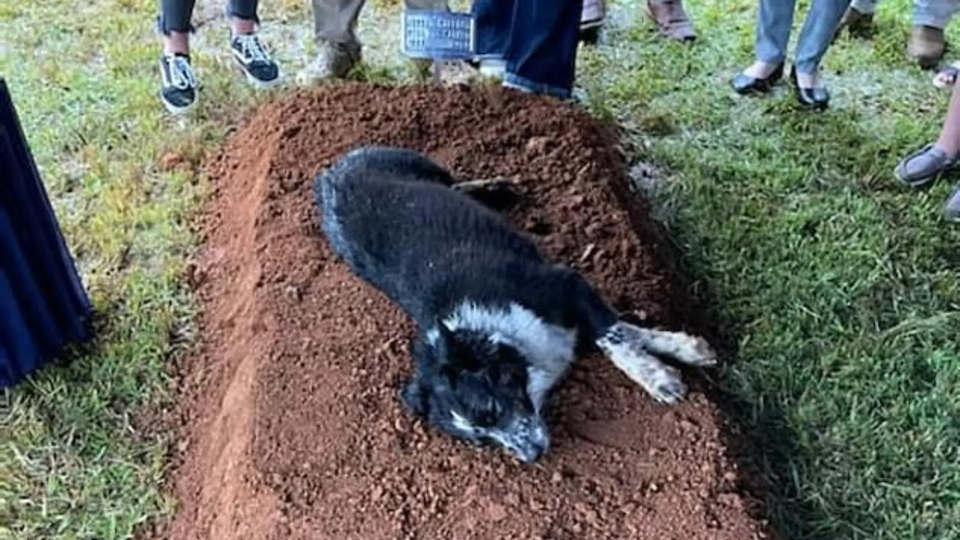 Hund wacht an Grab von Will Warner Tennessee