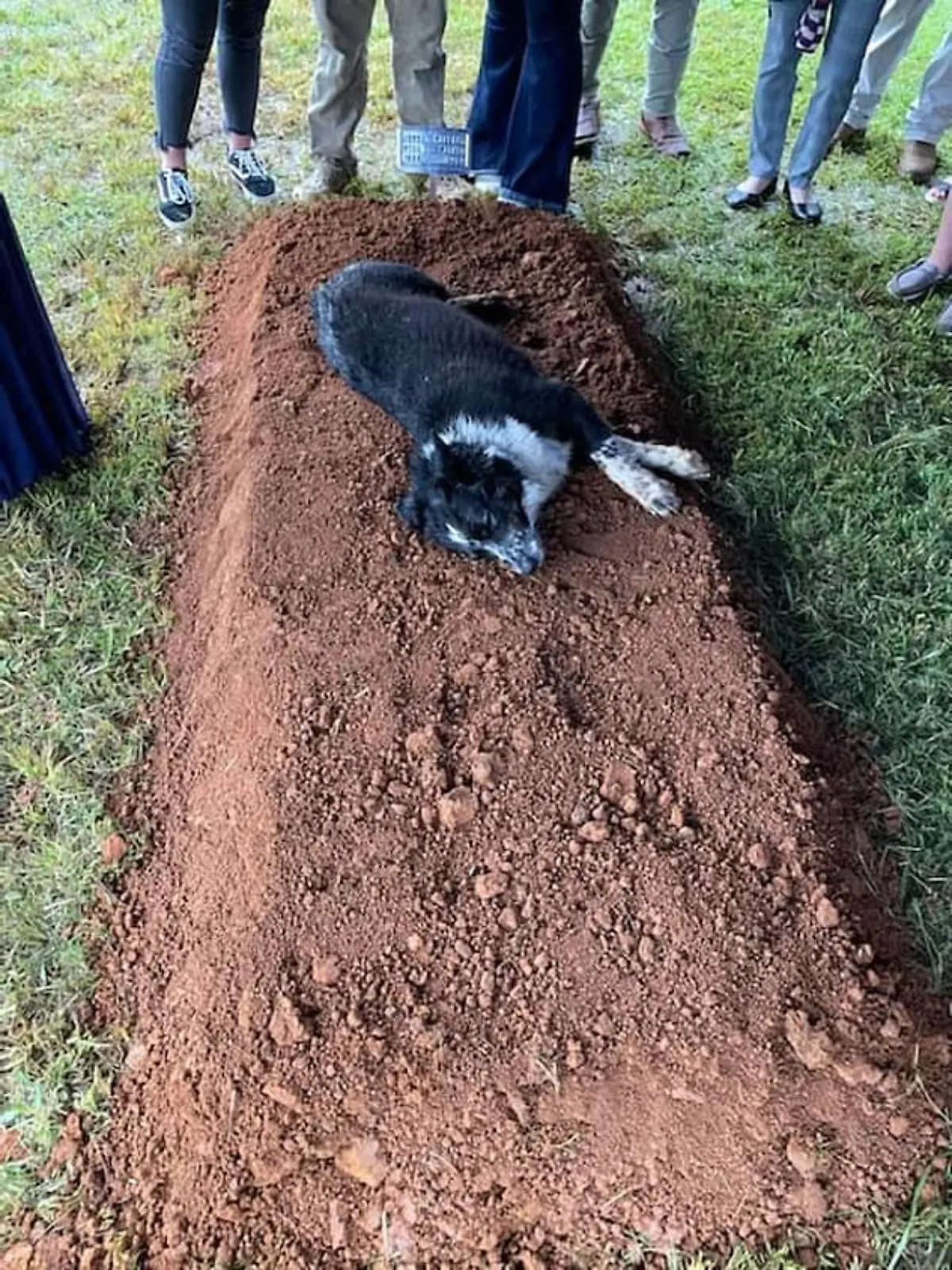 Hund wacht an Grab von Will Warner Tennessee