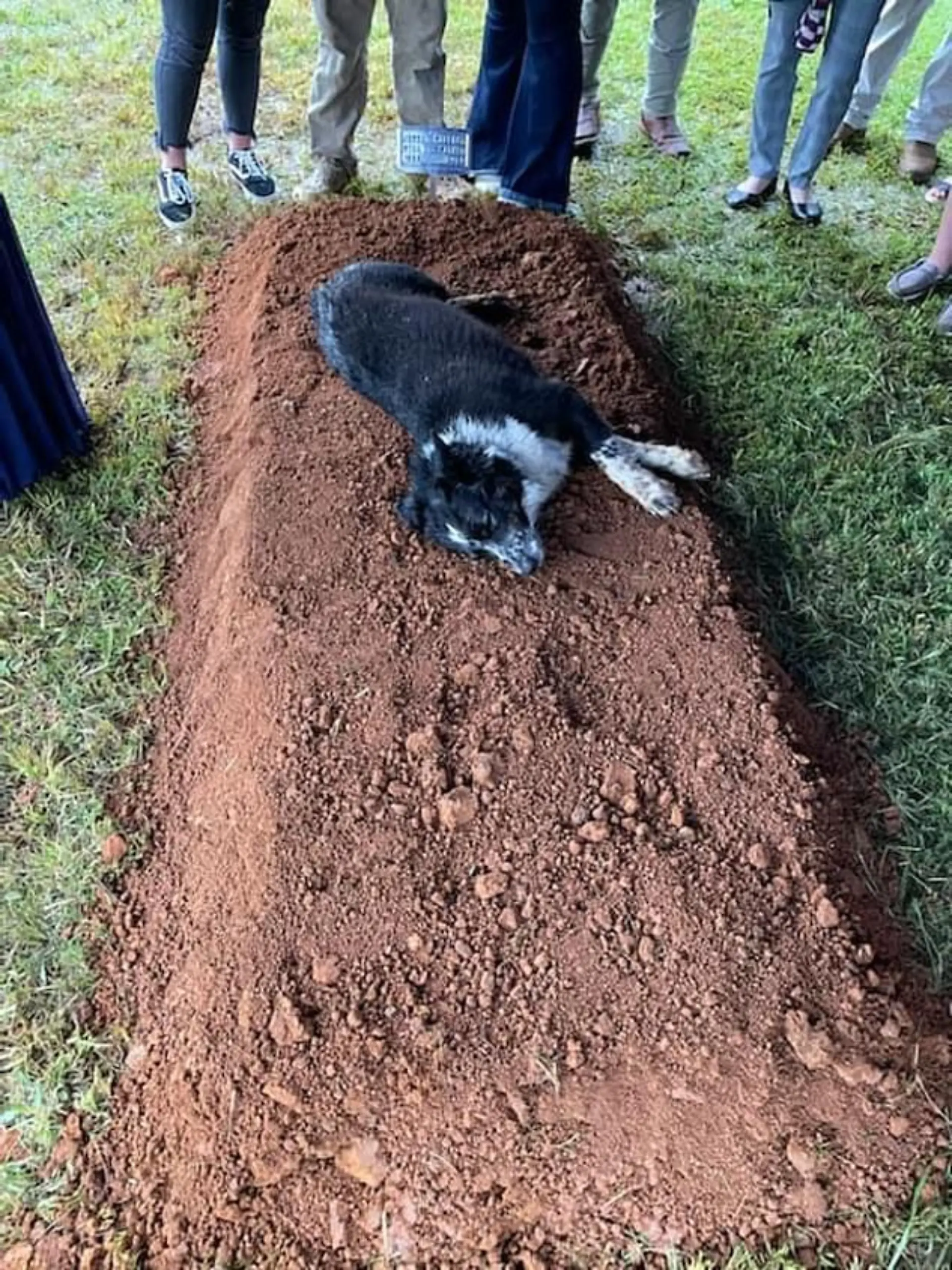Hund wacht an Grab von Will Warner Tennessee