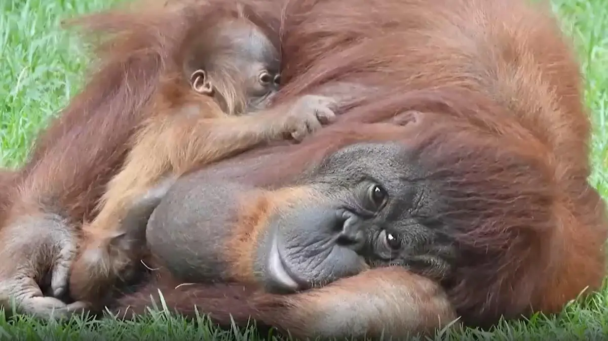Seltener Orang-Utan Nachwuchs im südspanischen Bioparc Fuengirlo