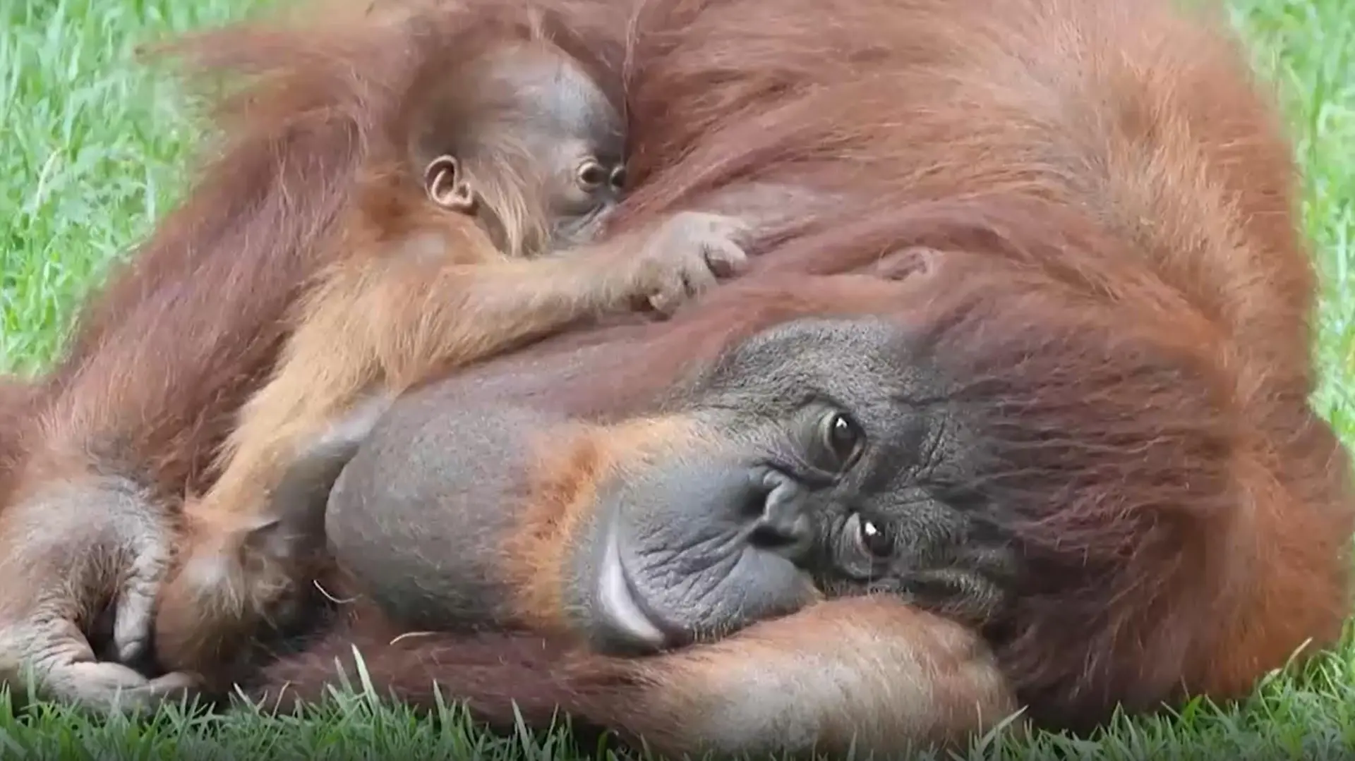 Seltener Orang-Utan Nachwuchs im südspanischen Bioparc Fuengirlo