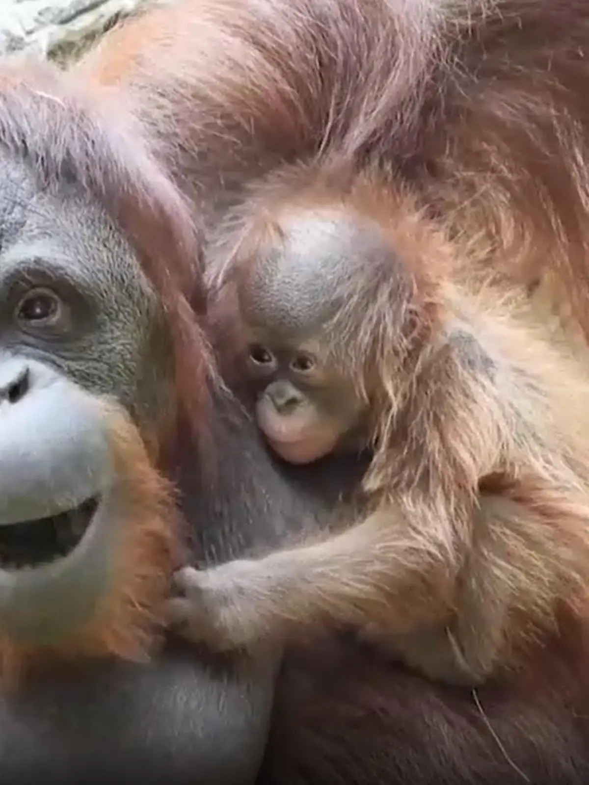 Seltener Orang-Utan Nachwuchs im südspanischen Bioparc Fuengirlo