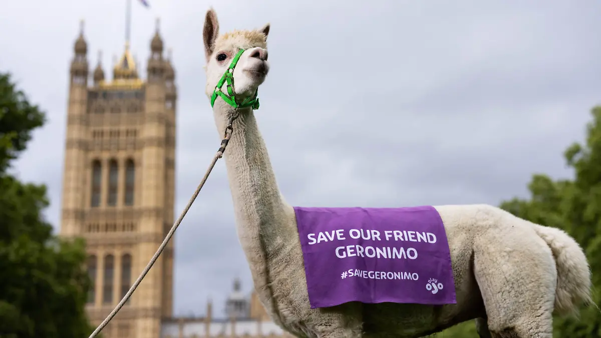 11.08.2021, Großbritannien, London: Ein Alpaka trägt ein Banner mit der Aufschrift "Save our friend Geronimo" (Rettet unseren Freund Geronimo) um die zugehörige Kampagne des Online-Casinos PlayOJO zu starten, die darauf abzielt, die Einschläferung des mutmaßlich an Rindertuberkulose erkrankten Alpakas ohne faire Tuberkulin-Tests zu verhindern. Foto: David Parry/PA Wire/dpa +++ dpa-Bildfunk +++